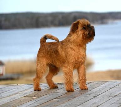 En bild som visar d�ggdjur, hund, utomhus, Hundras

AI-genererat inneh�ll kan vara felaktigt.