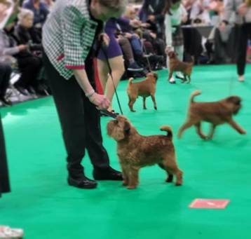 En bild som visar hund, Hundras, person, husdjur

AI-genererat innehll kan vara felaktigt.