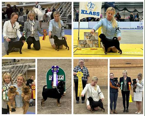 En bild som visar klädsel, person, kollage, hund
AI-genererat innehåll kan vara felaktigt.