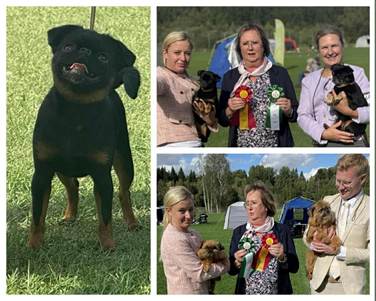 En bild som visar hund, person, klädsel, leende
AI-genererat innehåll kan vara felaktigt.