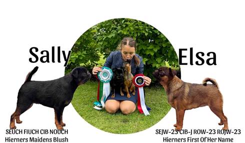 En bild som visar Hundras, däggdjur, hund, husdjur
Automatiskt genererad beskrivning