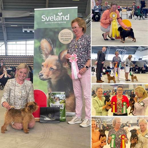 En bild som visar klädsel, hund, person, fotbeklädnader
Automatiskt genererad beskrivning