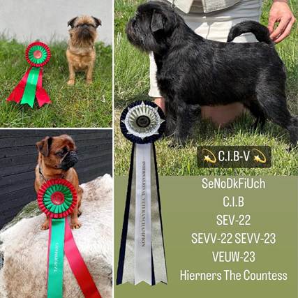 En bild som visar text, hund, Hundras, husdjur
Automatiskt genererad beskrivning