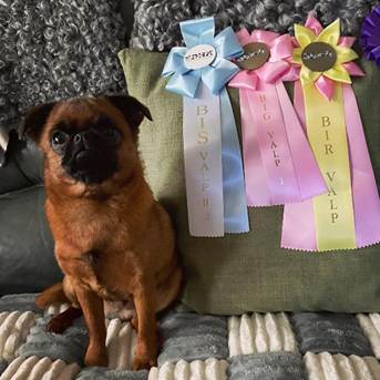 En bild som visar husdjur, Hundras, hund, inomhus
Automatiskt genererad beskrivning