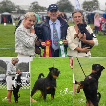 En bild som visar hund, person, gräs, Hundras
Automatiskt genererad beskrivning