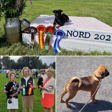 En bild som visar utomhus, gräs, Hundras, fotbeklädnader
Automatiskt genererad beskrivning