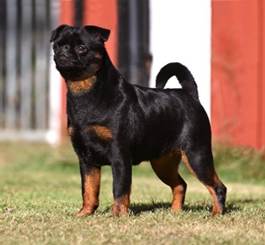 En bild som visar dggdjur, hund, Hundras, grs

Automatiskt genererad beskrivning