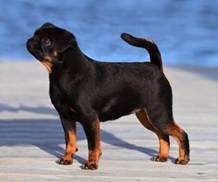 En bild som visar hund, utomhus, strand, d�ggdjur

Automatiskt genererad beskrivning