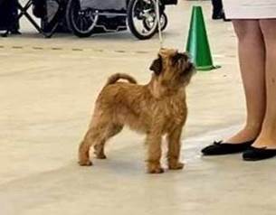 En bild som visar Hundras, hund, husdjur, fotbekldnader

AI-genererat innehll kan vara felaktigt.