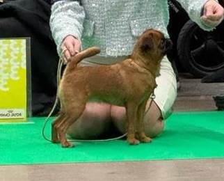 En bild som visar hund, Hundras, husdjur, person

AI-genererat innehll kan vara felaktigt.