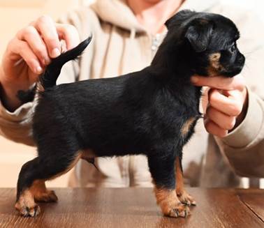 En bild som visar Hundras, husdjur, hund, person

Automatiskt genererad beskrivning