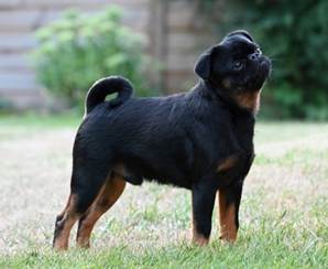 En bild som visar dggdjur, grs, Hundras, hund

Automatiskt genererad beskrivning