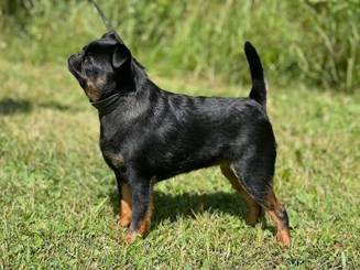En bild som visar Hundras, grs, dggdjur, hund

Automatiskt genererad beskrivning