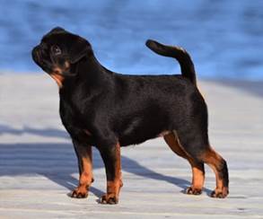 En bild som visar dggdjur, Hundras, hund, husdjur

Automatiskt genererad beskrivning