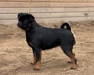 En bild som visar dggdjur, Hundras, hund, husdjur

Automatiskt genererad beskrivning
