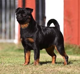 En bild som visar dggdjur, hund, Hundras, grs

Automatiskt genererad beskrivning