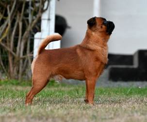 En bild som visar dggdjur, hund, Hundras, husdjur

Automatiskt genererad beskrivning