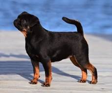 En bild som visar dggdjur, Hundras, hund, husdjur

Automatiskt genererad beskrivning