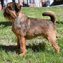 En bild som visar grs, hund, utomhus, dggdjur

Automatiskt genererad beskrivning