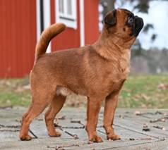 En bild som visar utomhus, hund, dggdjur

Automatiskt genererad beskrivning