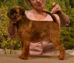 En bild som visar hund, utomhus, dggdjur

Automatiskt genererad beskrivning