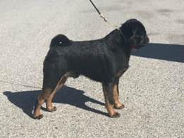 En bild som visar hund, svart, utomhus, dggdjur

Automatiskt genererad beskrivning