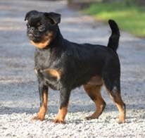 En bild som visar hund, utomhus, mark, dggdjur

Automatiskt genererad beskrivning