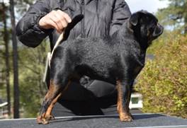 En bild som visar hund, utomhus, dggdjur, liten

Automatiskt genererad beskrivning