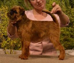 En bild som visar hund, utomhus, dggdjur, person

Automatiskt genererad beskrivning